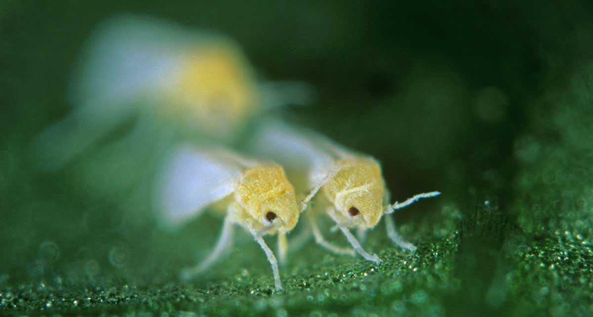 Plant gene has naturally crossed into insects – and helps them feed
