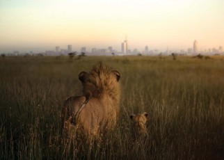Powerful photos of African lions highlight their precarious future