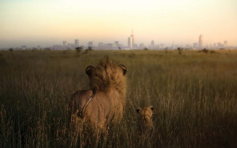 Powerful photos of African lions highlight their precarious future