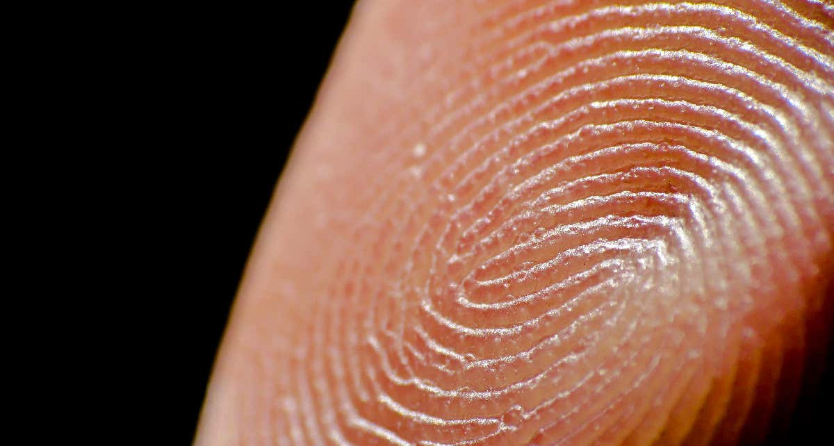 Fingerprint ridges carry nerve endings that make us hypersensitive