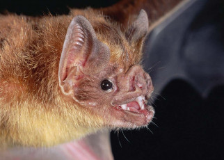 Vampire bats might avoid bitter substances to dodge indigestion