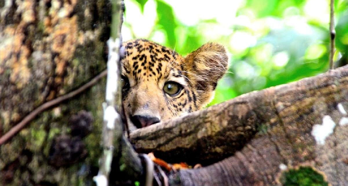 Some Amazon jaguars have adapted to live in treetops to avoid flooding