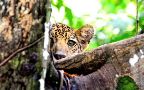 Some Amazon jaguars have adapted to live in treetops to avoid flooding