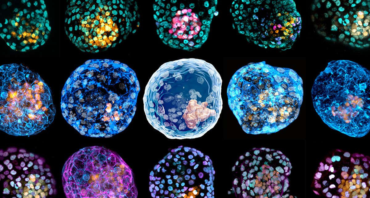 Human skin cells altered to mimic early stage of embryo development