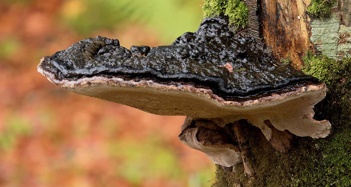 Wooden floors rotted by fungi generate electricity when walked on