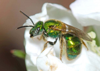 Bees have higher brain cell density than birds – but ants don’t