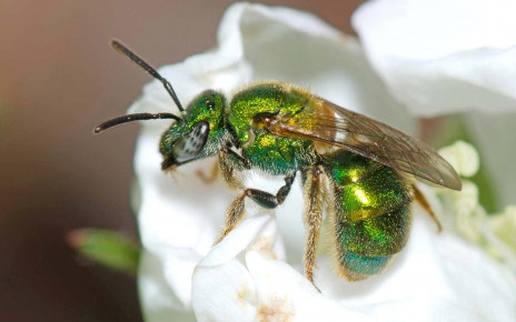 Bees have higher brain cell density than birds – but ants don’t