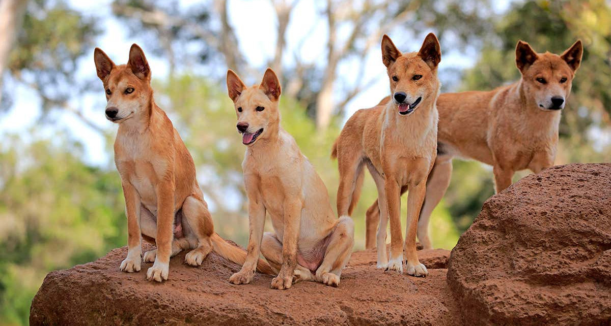 DNA suggests Australia isn’t losing its iconic dingo to interbreeding