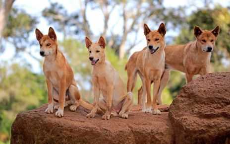 DNA suggests Australia isn’t losing its iconic dingo to interbreeding