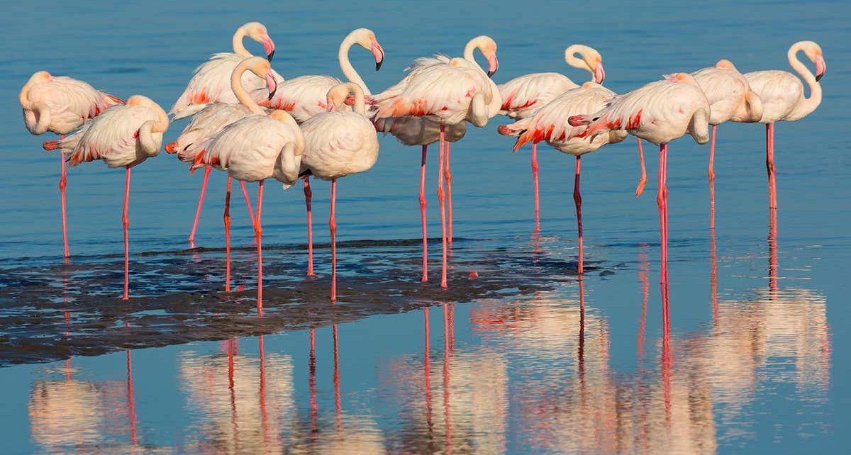 Why do flamingos stand on one leg?