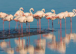 Why do flamingos stand on one leg?