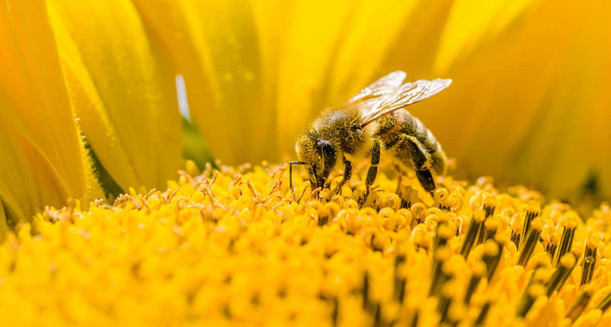 Bees exposed to more toxic pesticides despite overall use falling