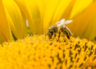 Bees exposed to more toxic pesticides despite overall use falling