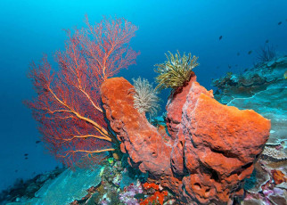 Sponges can survive massive doses of radiation without getting cancer