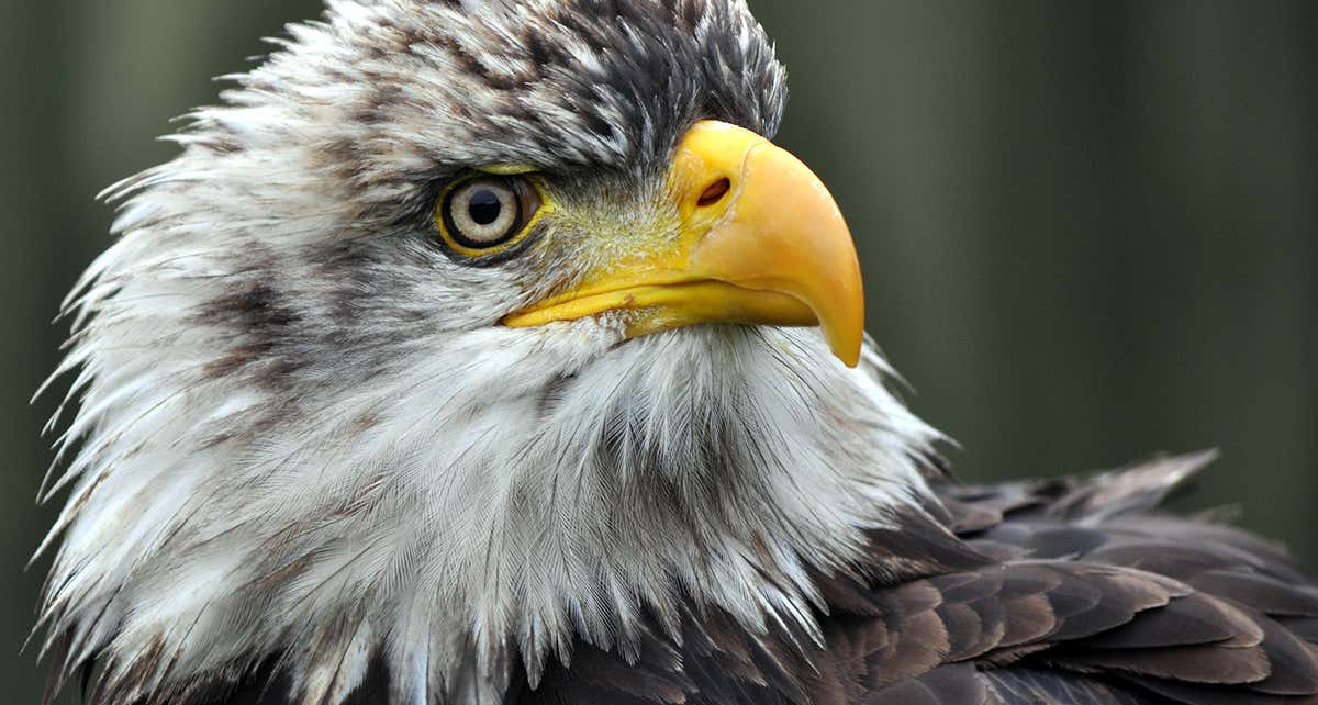 Dead eagles found across the US had rat poison in their blood