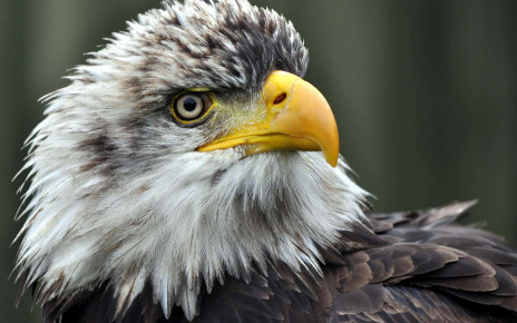 Dead eagles found across the US had rat poison in their blood