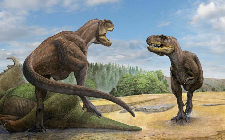 Tyrannosaurs may have hunted together in packs like wolves