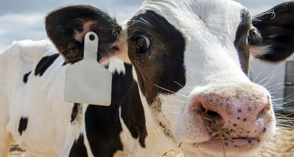 AI face analysis can tell if cows and pigs are excited or stressed