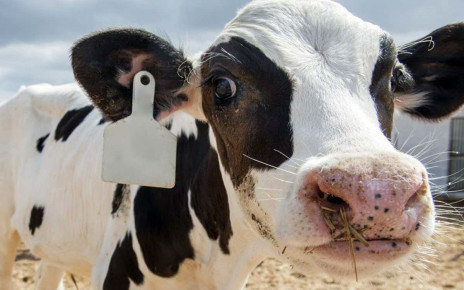AI face analysis can tell if cows and pigs are excited or stressed