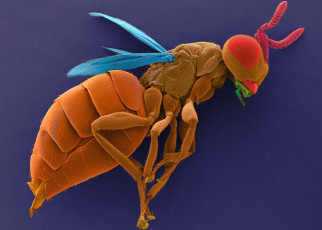 Male parasitic wasps can detect females inside an infected host fly