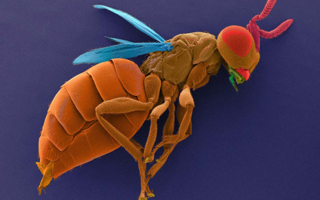 Male parasitic wasps can detect females inside an infected host fly
