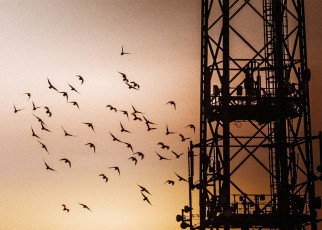 White noise could warn birds to avoid colliding with tall structures