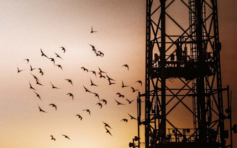 White noise could warn birds to avoid colliding with tall structures