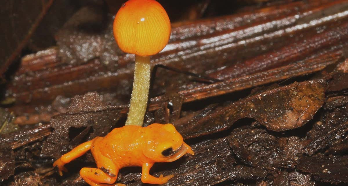 New species of 'pumpkin toadlet' poisonous frog found in Brazil