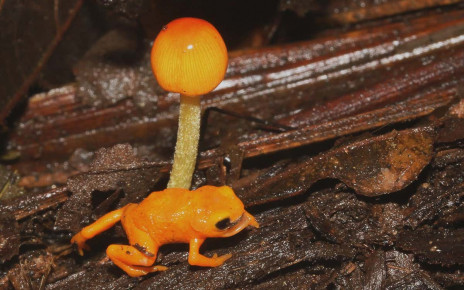 New species of 'pumpkin toadlet' poisonous frog found in Brazil