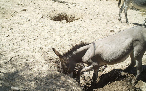 Wild horses and donkeys dig desert wells that boost biodiversity