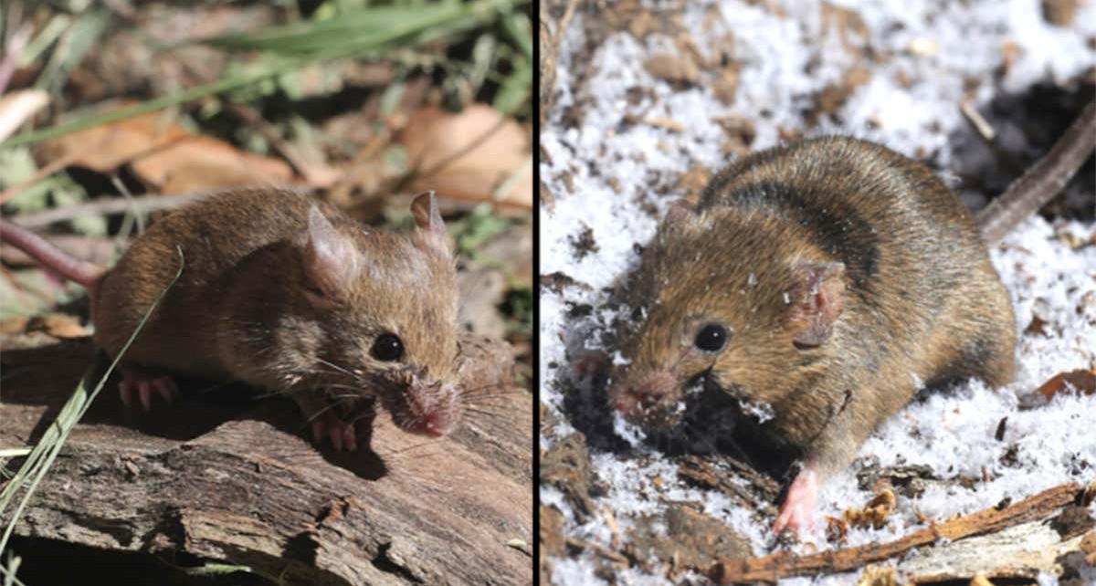 Mice on opposite North American coasts evolved the same way