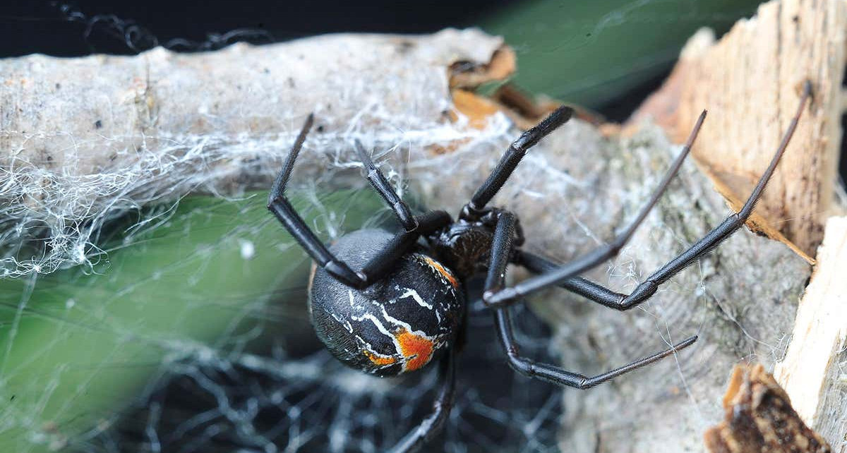 Female black widow spider mates with and eats multiple males