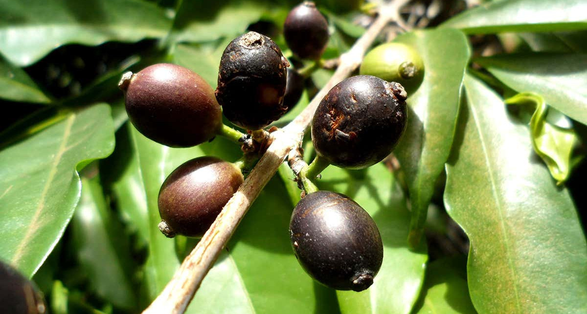 'Lost' coffee plant can resist climate change and tastes just as good
