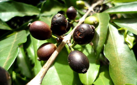 'Lost' coffee plant can resist climate change and tastes just as good