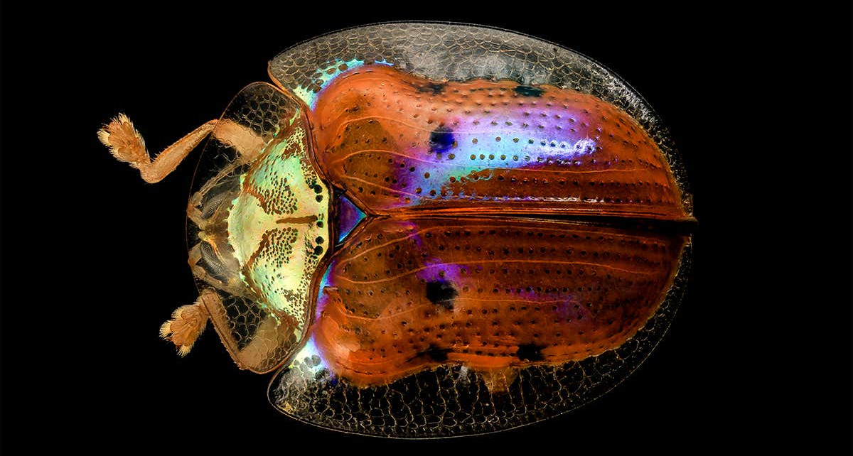 Colour-changing beetle inspires algorithm for efficient engineering