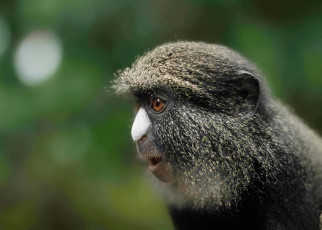 Female monkeys call to males when they see a predator approaching