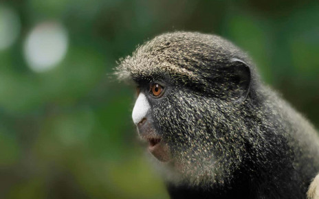 Female monkeys call to males when they see a predator approaching