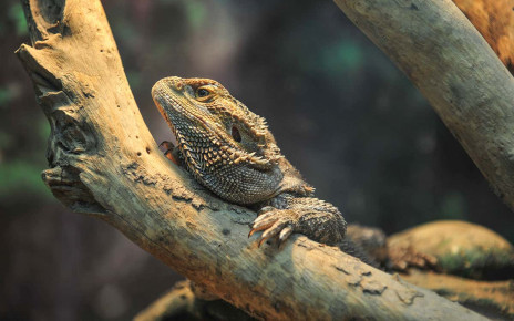 Heat overrides genes to make bearded dragon embryos change sex