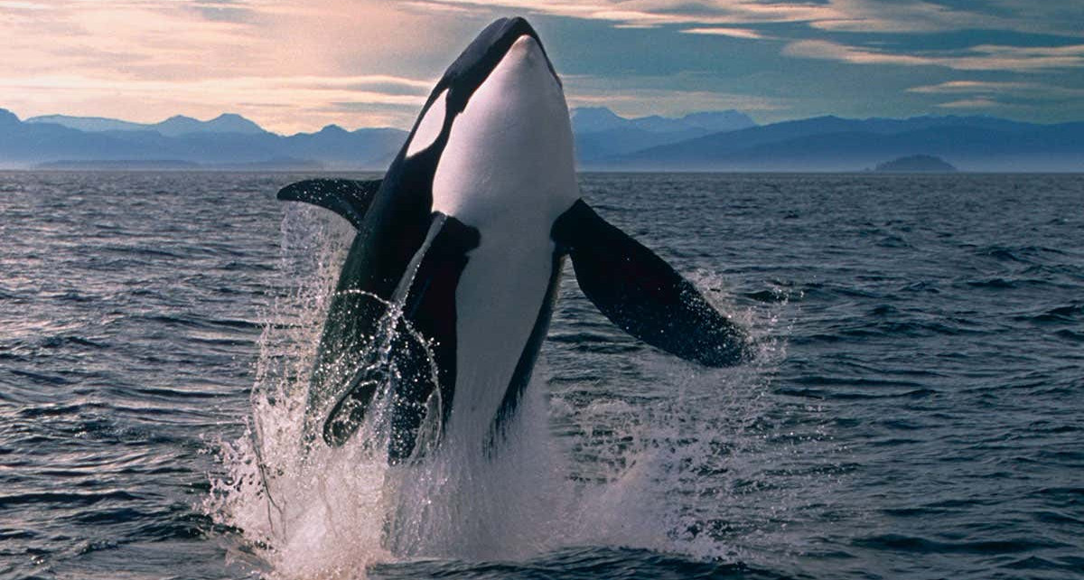 An Orca or Killer Whale (orcinus orca)