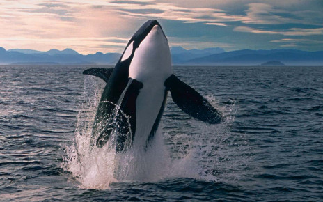 An Orca or Killer Whale (orcinus orca)