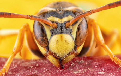 Wasps with no social life find it harder to recognise others