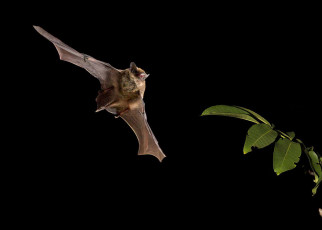 Bats don’t have to learn the speed of sound – they’re born knowing it