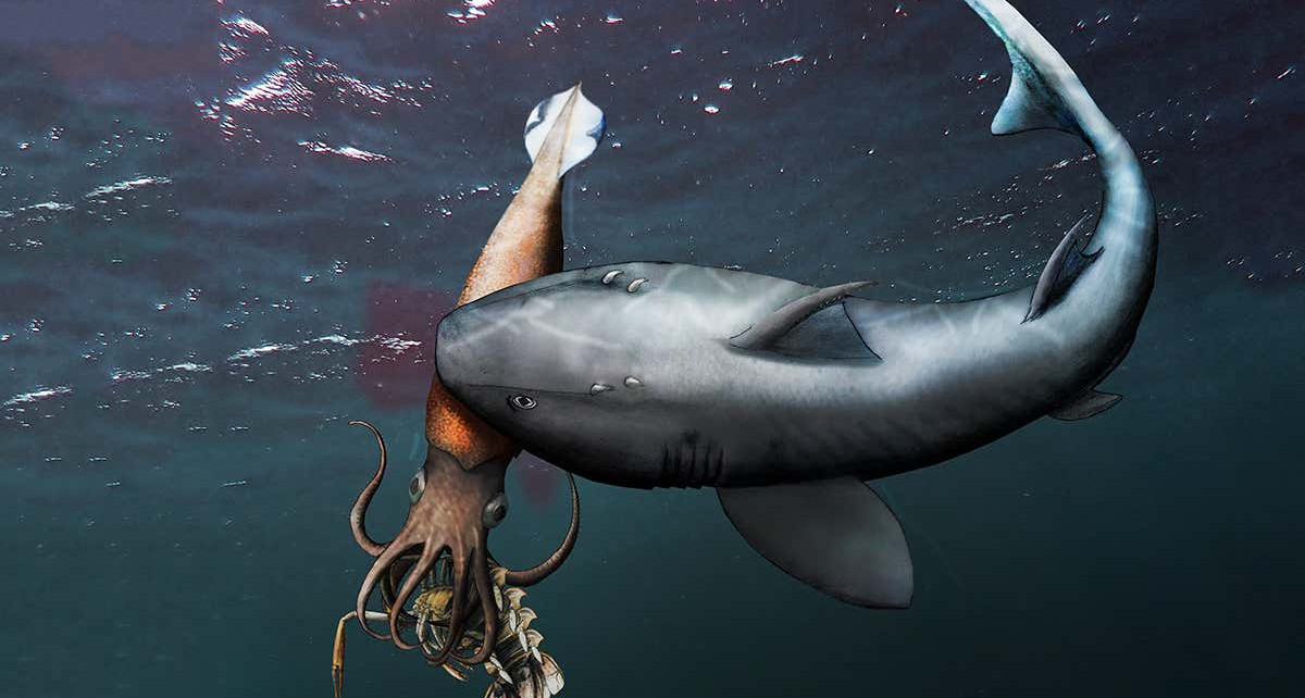 Fossil shows a shark eating a proto-squid as it ate a crustacean