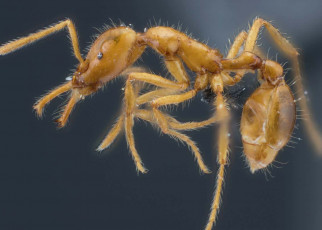 Ant species given first gender-neutral scientific name
