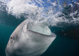 Whale sharks gulp down air to float vertically while feeding