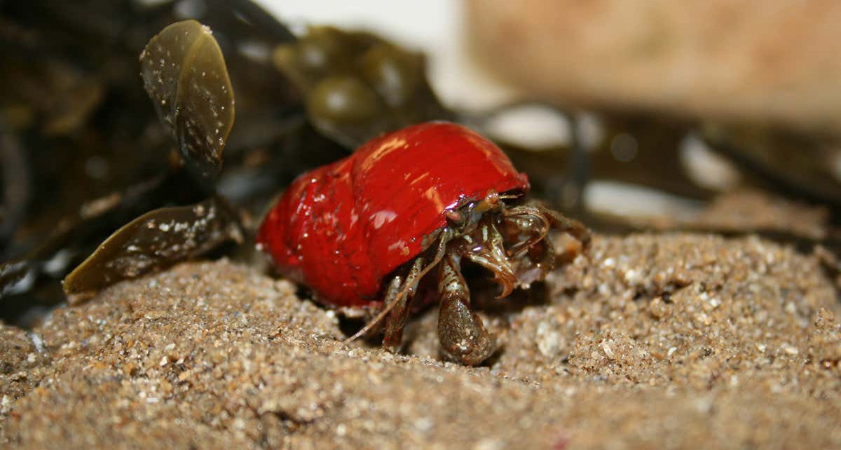 Hermit crabs choose by colour when selecting a new shell for a home
