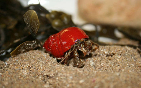 Hermit crabs choose by colour when selecting a new shell for a home
