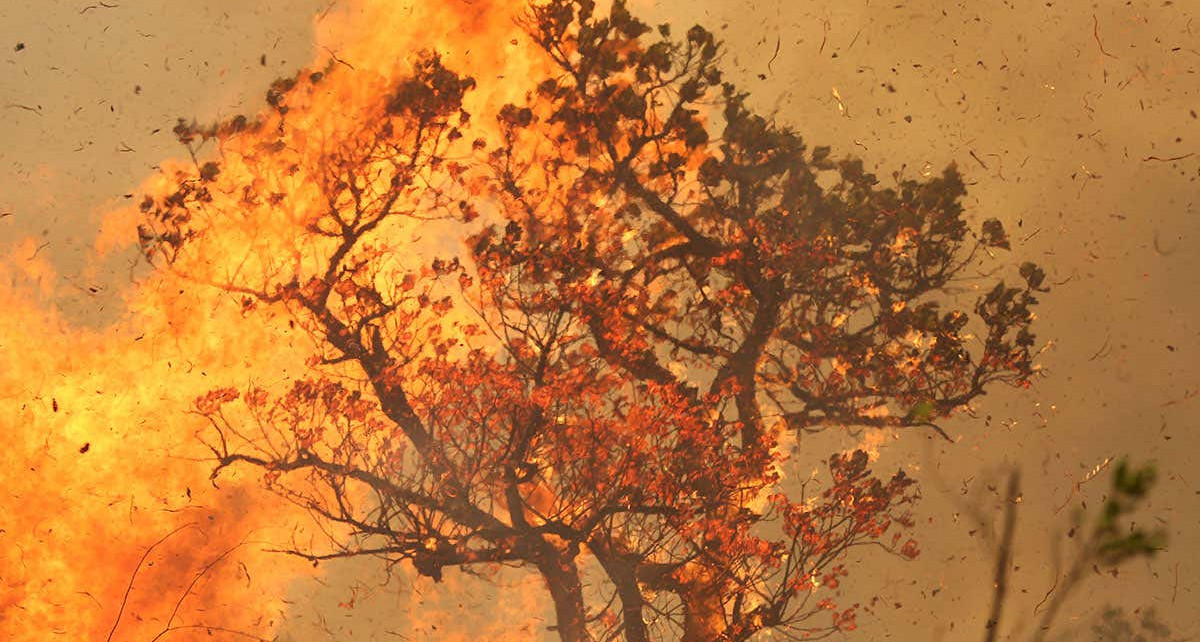 Major 2015 wildfires in central Amazon killed a quarter of vegetation