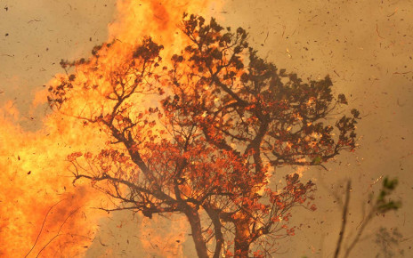 Major 2015 wildfires in central Amazon killed a quarter of vegetation