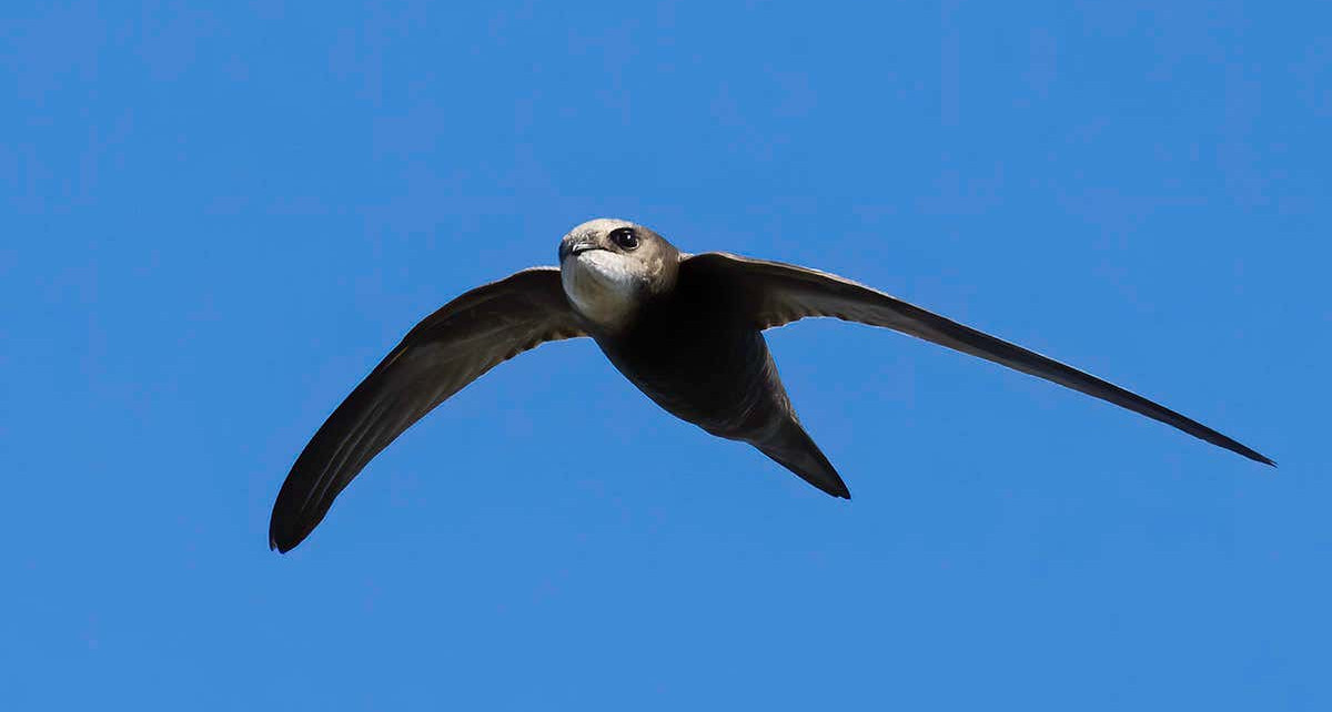 Common swifts can fly more than 800 kilometres a day during migration